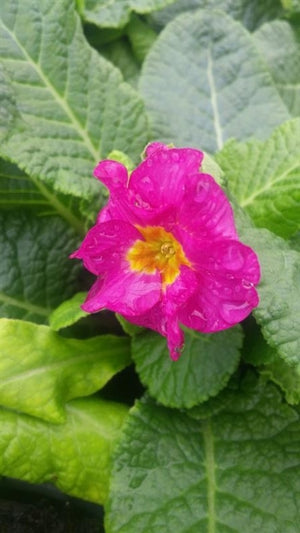 Primula elatior Crescendo Pink Shades Primrose Image Credit: Millgrove Perennials