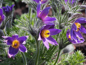 Pulsatilla vulgaris Pasque Flower Image Credit: Agnieszka Kwiecień, Nova, CC BY-SA 4.0 <https://creativecommons.org/licenses/by-sa/4.0>, via Wikimedia Commons