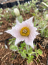 Pulsatilla vulgaris Alba Pasque Flower Image Credit: Millgrove Perennials