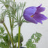 Pulsatilla vulgaris Pasque Flower Bud Image Credit: Chaz Morenz