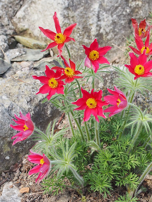 Pulsatilla vulgaris Red Bells Pasque Flower Image Credit: Agnieszka Kwiecień, Nova, CC BY-SA 4.0 <https://creativecommons.org/licenses/by-sa/4.0>, via Wikimedia Commons
