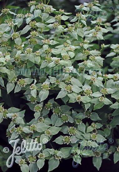 Pycnanthemum muticum Mountain Mint image credit: Jelitto Seed