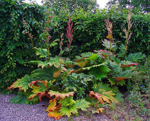 Rheum palmatum Tanguticum Chinese Rhubarb Image Credit: H. Zell, CC BY-SA 3.0 <https://creativecommons.org/licenses/by-sa/3.0>, via Wikimedia Commons