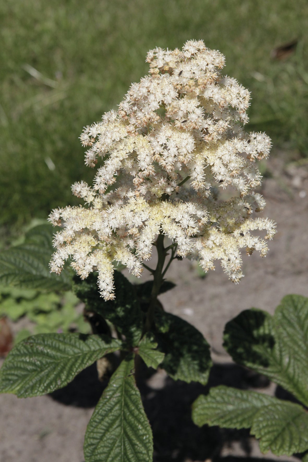 Rodgersia aesculifolia Rodgers Flower Image Credit: Ball Horticulture Company