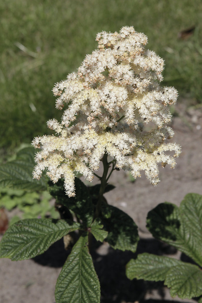 Rodgersia aesculifolia Rodgers Flower