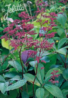 Rodgersia henrici Rodgers Flower