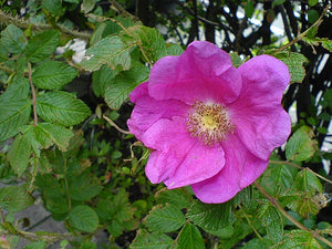Rosa rugosa Rose Image Credit: Mary Hutchison, CC0, via Wikimedia Commons
