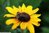 Rudbeckia hirta Indian Summer Black-eyed Susan Image Credit: Photo by David J. Stang, CC BY-SA 4.0 <https://creativecommons.org/licenses/by-sa/4.0>, via Wikimedia Commons