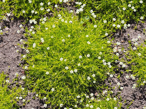 Sagina verna Aurea Scotch Moss Irish Moss Image Credit: Agnieszka Kwiecień, Nova, CC BY-SA 4.0 <https://creativecommons.org/licenses/by-sa/4.0>, via Wikimedia Commons