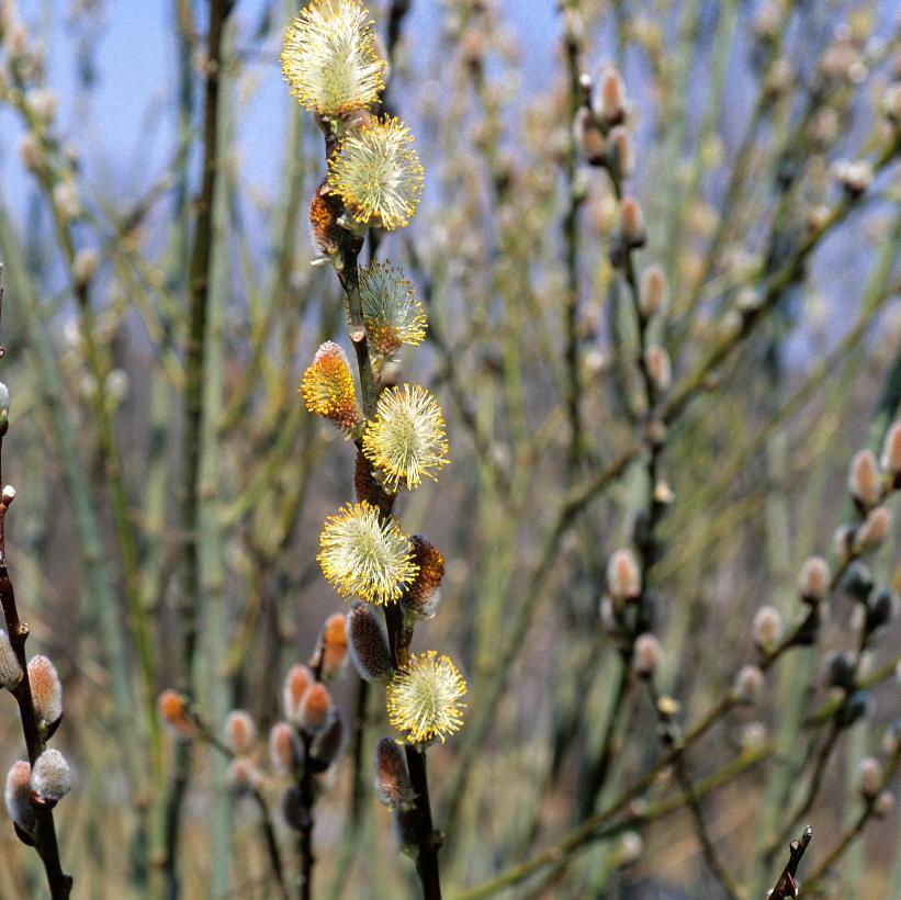 Salix discolor Pussy Willow Img Credit NVK Nurseries