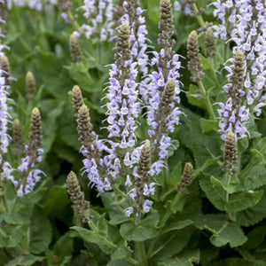 Salvia nemorosa Bumblesky Sage image credit Walters Gardens