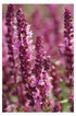 Salvia nemorosa Pink Friesland Sage image credit Walters Gardens Inc