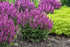 Salvia nemorosa Pink Profusion PW Sage image credit: Walters Gardens