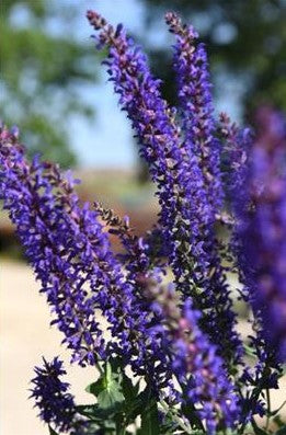 Salvia nemorosa Spring King Sage image credit Dummen Orange