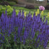 Salvia nemorosa Violet Riot PW Sage image credit Walters Gardens