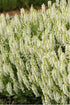 Salvia x sylvestris Snowhill Sage image credit Walters Gardens Inc