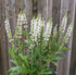 Salvia nemorosa Bumblesnow Sage Image Credit: Chaz Morenz 2022-05-26