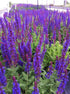 Salvia nemorosa Caradonna Sage Image Credit: Millgrove Perennials