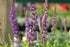 Salvia nemorosa East Friesland Sage Image Credit: Photo by David J. Stang, CC BY-SA 4.0 <https://creativecommons.org/licenses/by-sa/4.0>, via Wikimedia Commons