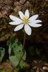 Sanguinaria canadensis Blood Root Image Credit: Eric Hunt, CC BY-SA 4.0 <https://creativecommons.org/licenses/by-sa/4.0>, via Wikimedia Commons