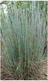 Schizachyrium scoparium Little Bluestem image credit North Creek Nurseries