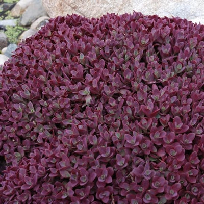 Sedum Firecracker Stonecrop