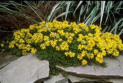 Sedum kamtschaticum (Russian Stonecrop) Stonecrop