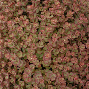 Sedum seboldii Stonecrop image credit Walters Gardens