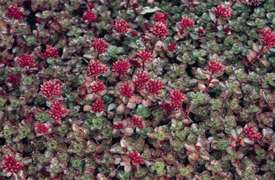 Sedum spurium Dragons Blood Stonecrop