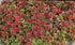 Sedum spurium Fulda Glow Stonecrop image credit Photo credit: Walters Gardens Inc.