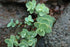 Sedum ewersii Stonecrop Image Credit:User:Carstor, CC BY-SA 3.0 <https://creativecommons.org/licenses/by-sa/3.0>, via Wikimedia Commons