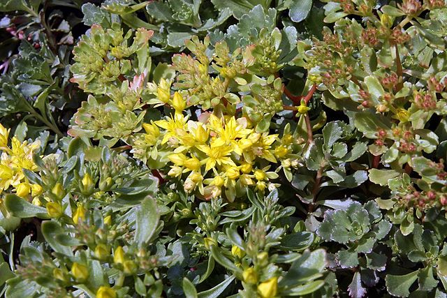 Sedum hybridum Czar's Gold Stonecrop Image Credit: Photo by David J. Stang, CC BY-SA 4.0 <https://creativecommons.org/licenses/by-sa/4.0>, via Wikimedia Commons