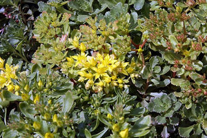 Sedum hybridum Czar's Gold Stonecrop Image Credit: Photo by David J. Stang, CC BY-SA 4.0 <https://creativecommons.org/licenses/by-sa/4.0>, via Wikimedia Commons