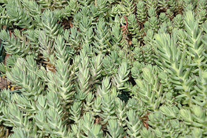 Sedum reflexum Blue Spruce Stonecrop Image Credit: Photo by David J. Stang, CC BY-SA 4.0 <https://creativecommons.org/licenses/by-sa/4.0>, via Wikimedia Commons