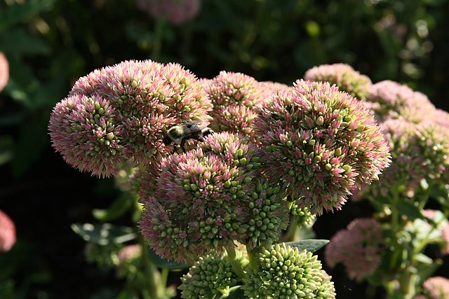 Sedum spectabile Autumn Joy Stonecrop Image Credit: Photo by David J. Stang, CC BY-SA 4.0 <https://creativecommons.org/licenses/by-sa/4.0>, via Wikimedia Commons