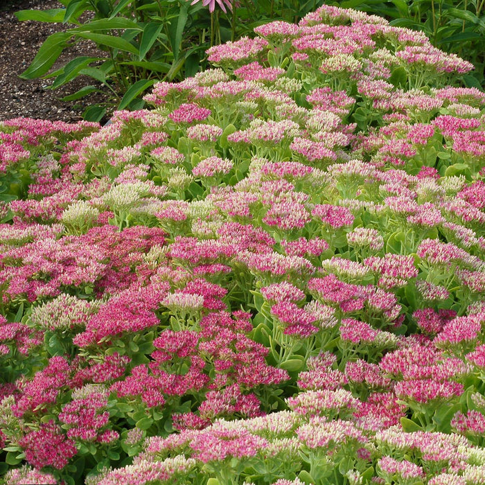 Sedum spectabile Hotstuff Stonecrop