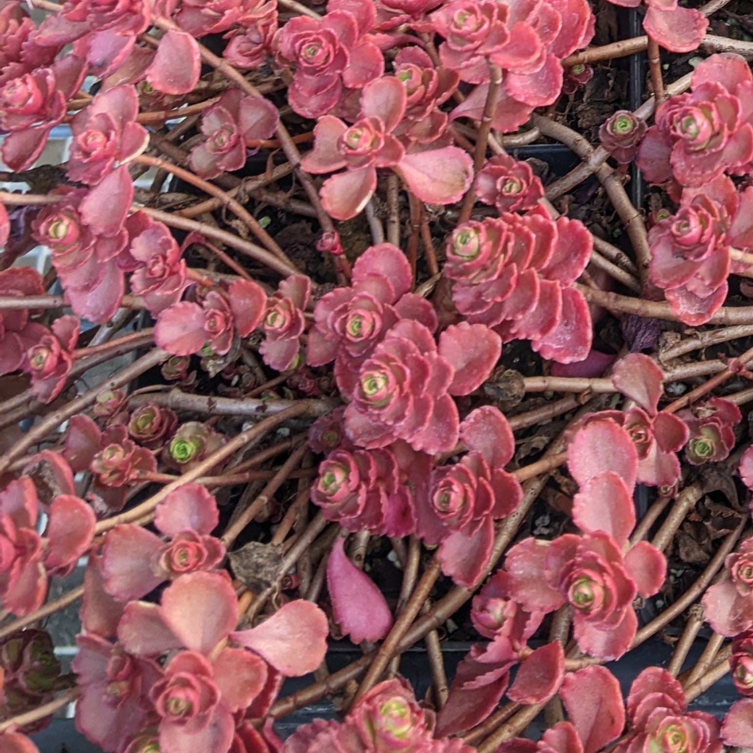red carpet sedum succulent Sedum spurium Red Carpet Stonecrop – PlantsInTheCity