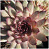 Sempervivum hybrid Red Beauty Hen's And Chicks image credit Sandyplants