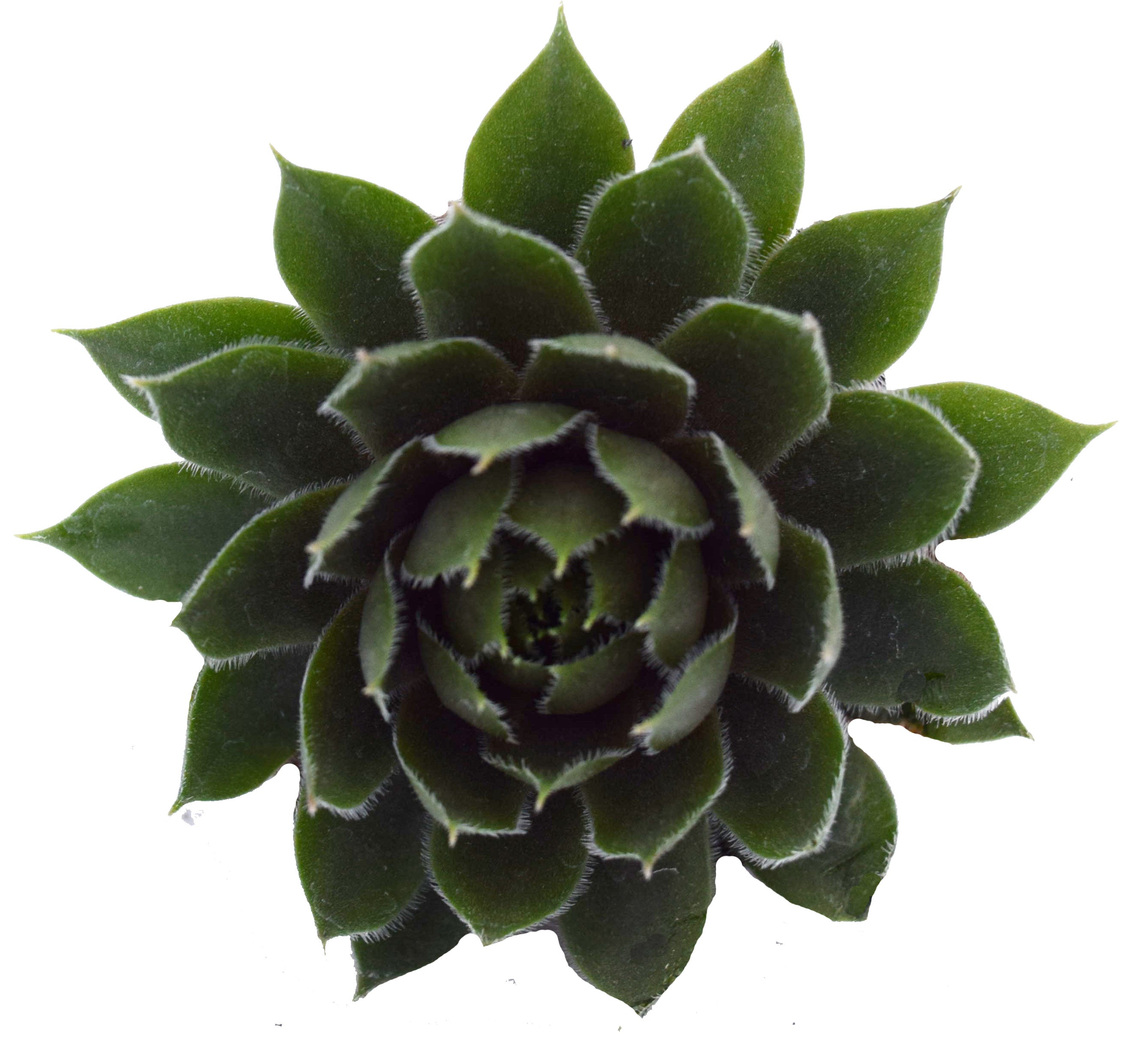 Sempervivum hybrid Commander Hay Hen's And Chicks Image Credit: Ball Horticulture Company