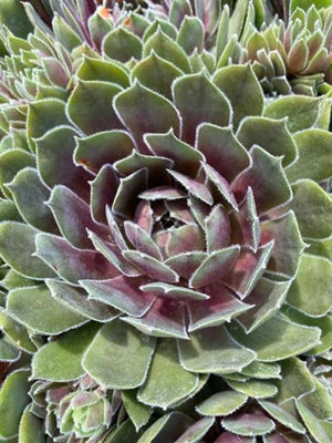 Sempervivum hybrid Ruby Heart Hen's And Chicks Image Credit: Millgrove Perennials