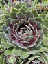 Sempervivum hybrid Ruby Heart Hen's And Chicks Image Credit: Millgrove Perennials