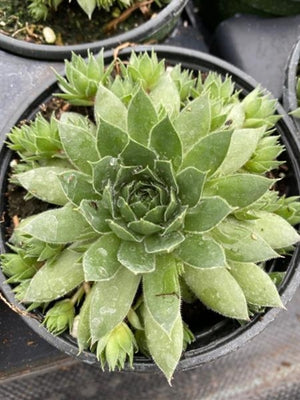 Sempervivum hybrid Sunset Hens And Chicks Image Credit: Millgrove Perennials