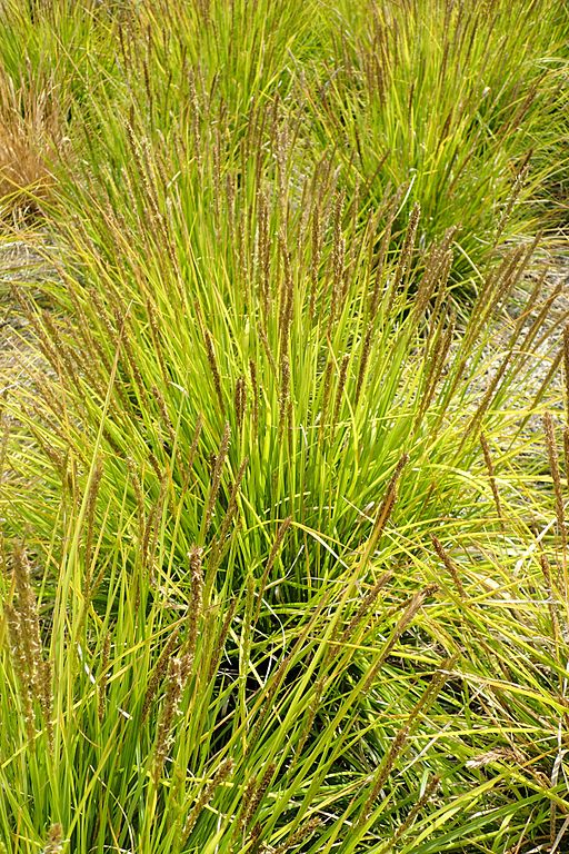 Sesleria autumnalis Autumn Moor Grass Moor Grass Image Credit: Krzysztof Ziarnek, Kenraiz, CC BY-SA 4.0 <https://creativecommons.org/licenses/by-sa/4.0>, via Wikimedia Commons