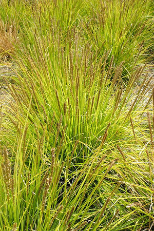Sesleria autumnalis Autumn Moor Grass Moor Grass Image Credit: Krzysztof Ziarnek, Kenraiz, CC BY-SA 4.0 <https://creativecommons.org/licenses/by-sa/4.0>, via Wikimedia Commons
