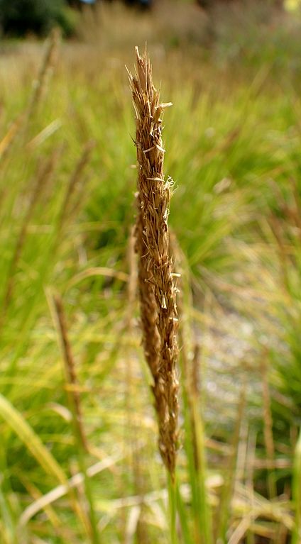 Sesleria autumnalis Autumn Moor Grass Moor Grass