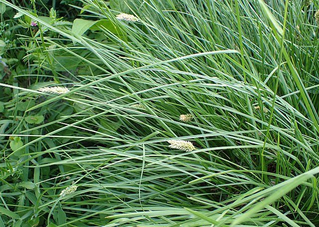 Sesleria heufleriana Blue-Green Moor Grass Moor Grass Image Credit: Krzysztof Ziarnek, Kenraiz, CC BY-SA 4.0 <https://creativecommons.org/licenses/by-sa/4.0>, via Wikimedia Commons