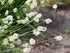 Sesleria heufleriana Blue-Green Moor Grass Moor Grass Image Credit:Agnieszka Kwiecień, Nova, CC BY-SA 4.0 <https://creativecommons.org/licenses/by-sa/4.0>, via Wikimedia Commons