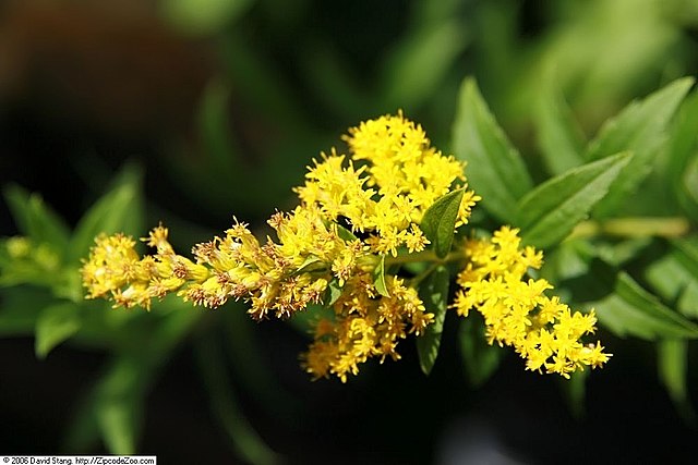 Solidago hybrid Golden Baby Golden Rod Image Credit: Photo by David J. Stang, CC BY-SA 4.0 <https://creativecommons.org/licenses/by-sa/4.0>, via Wikimedia Commons