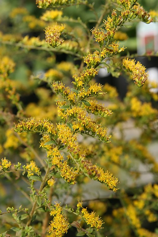 Solidago rugosa Fireworks Golden Rod – PlantsInTheCity