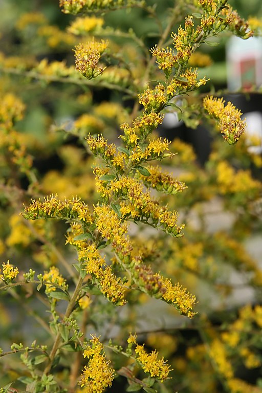 Solid Go Rugosa Solidago rugosa Fireworks Golden Rod – PlantsInTheCity